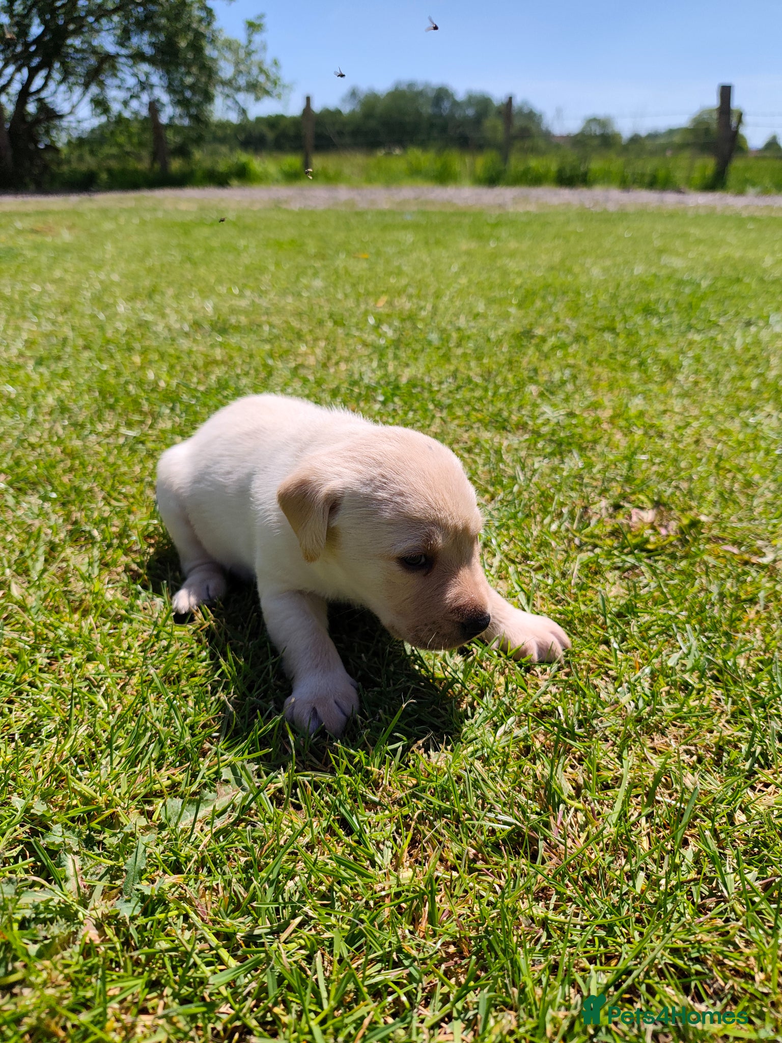 Labrador Retriever dogs 🐾 Beautiful Labrador Puppies – KC Registered 🐾 - Advert 2