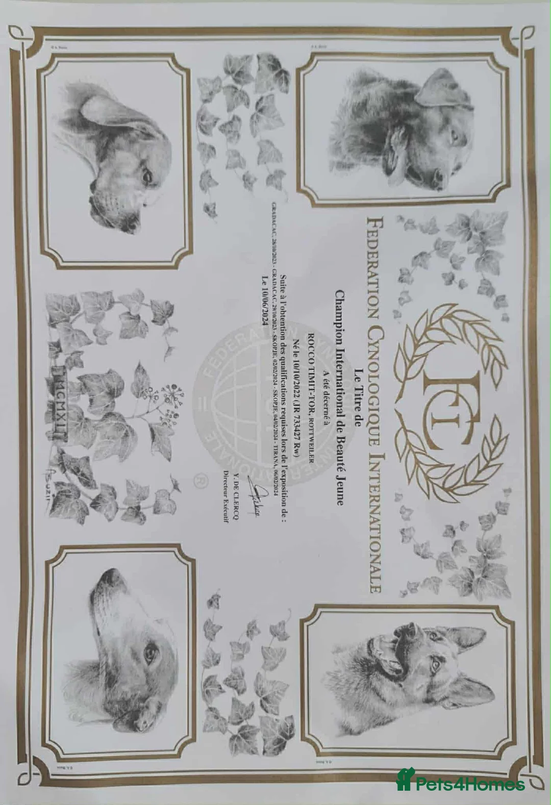 Rottweiler dogs for sale: Top quality kc pups for sale timitor X edelstein - Advert 30