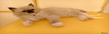 Ragdoll Kitten 2