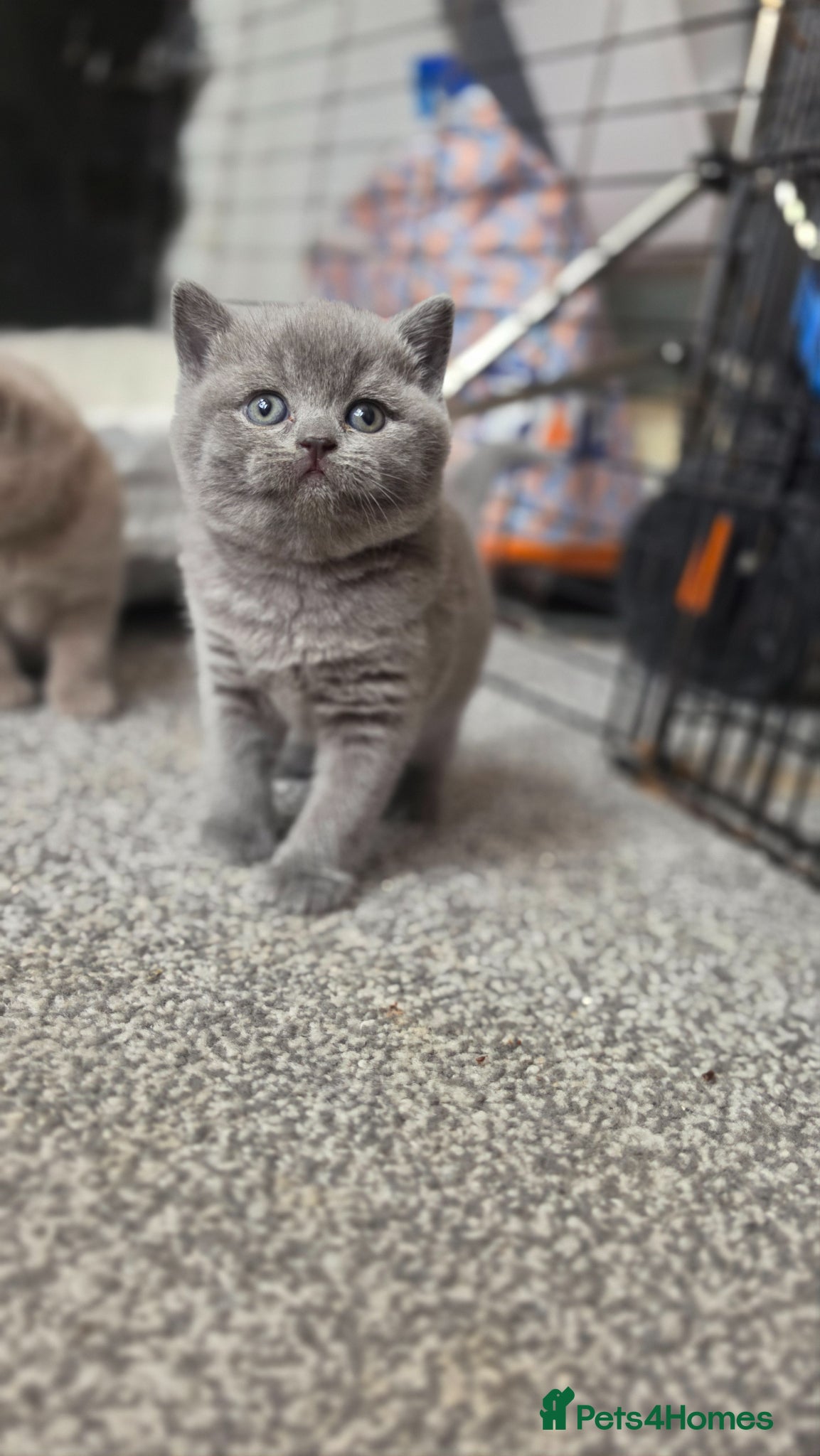 British Shorthair cats ​GCCF Reg(Active) British shorthair kittens availa - Advert 18