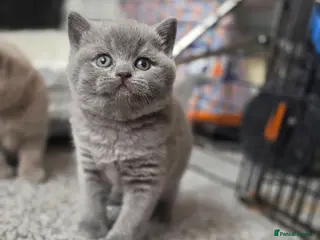 British Shorthair cats GCCF Reg(Active) British shorthair kittens availa - Advert 18