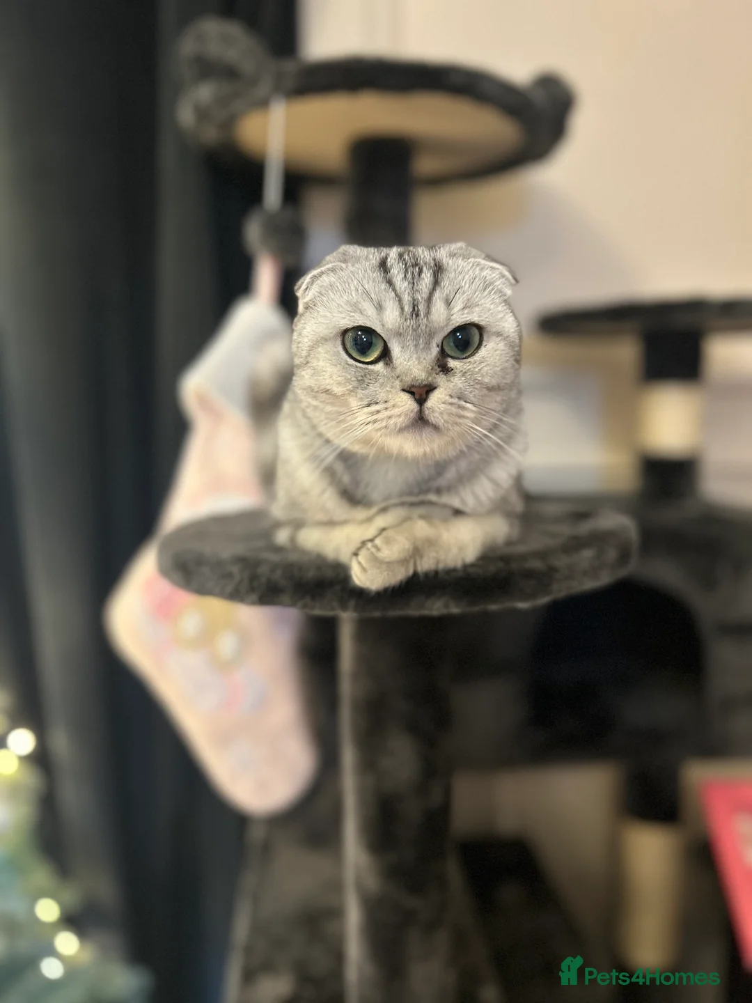 Scottish Fold cats for sale: 6 Scottish Straight Kittens 🐾 in Wimborne - Advert 8