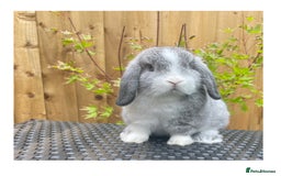 Mini Lop rabbits for sale: Beautiful baby minilops available  - Image 3
