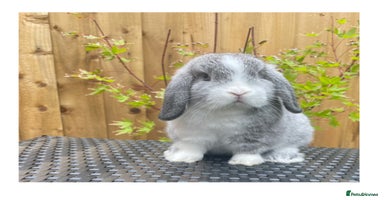 Mini Lop rabbits - Advert 1