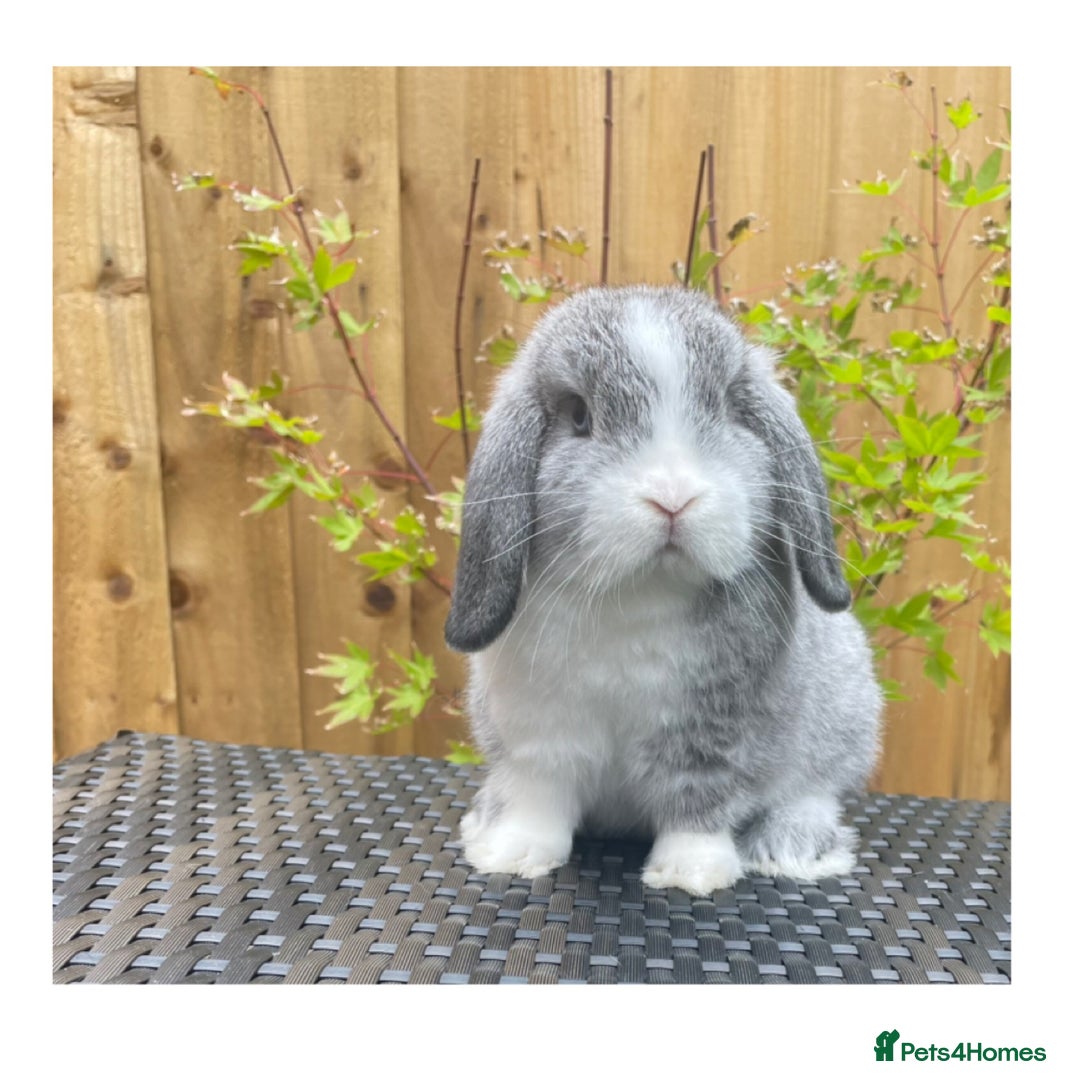 Mini Lop rabbits for sale: Beautiful baby minilops available  - Image 3
