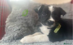 Border Collie dogs for sale: Border collies  - Image 9