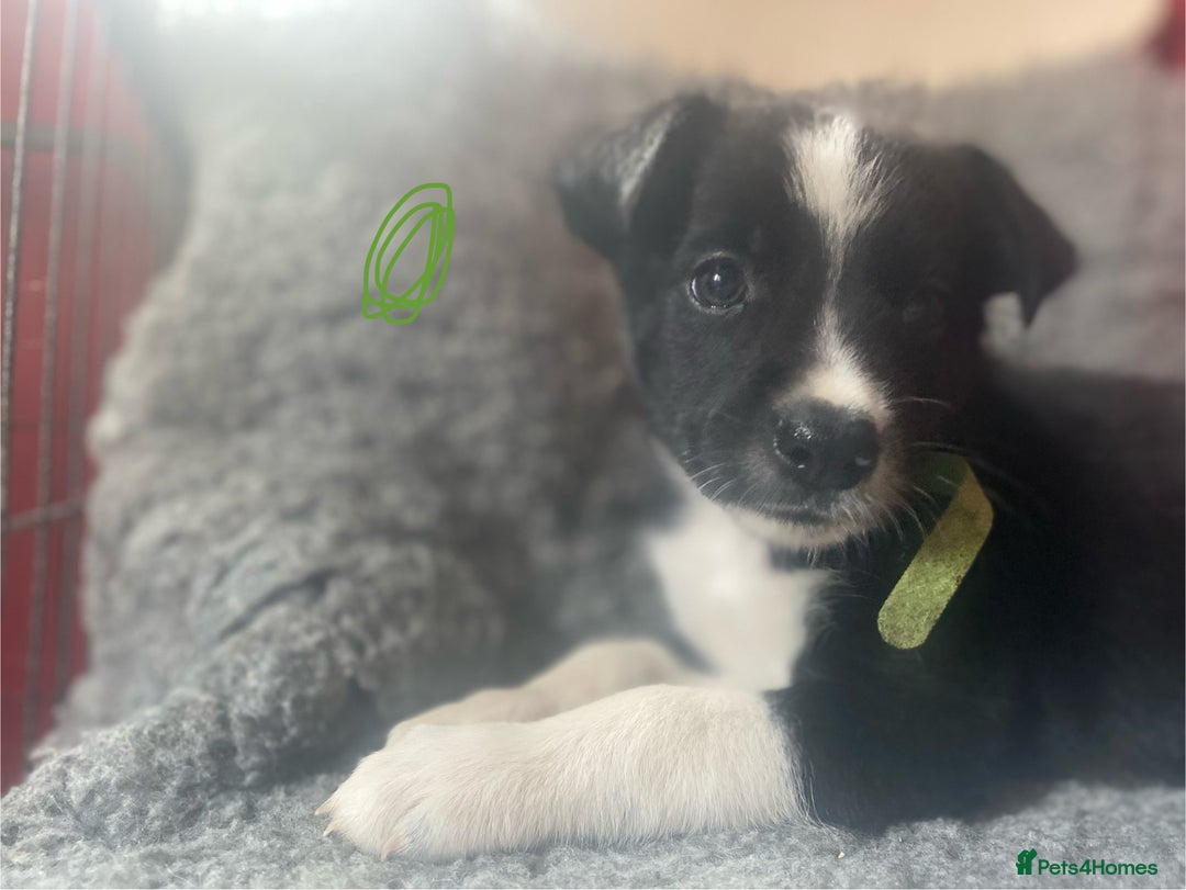 Border Collie dogs for sale: Border collies  - Image 9
