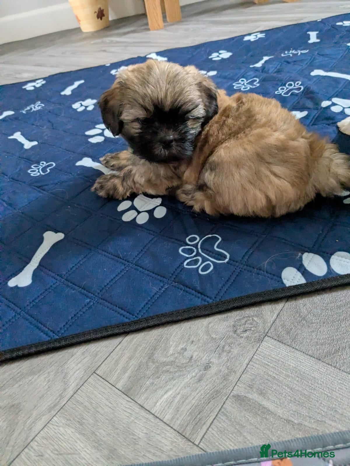 Mixed Breed dogs Beautiful Lhaso Apso cross Shih Tzu pupps for sale - Advert 2