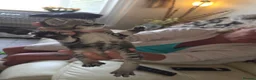 Russian Blue cats for sale: Russian tabys in Burnley - Advert 7