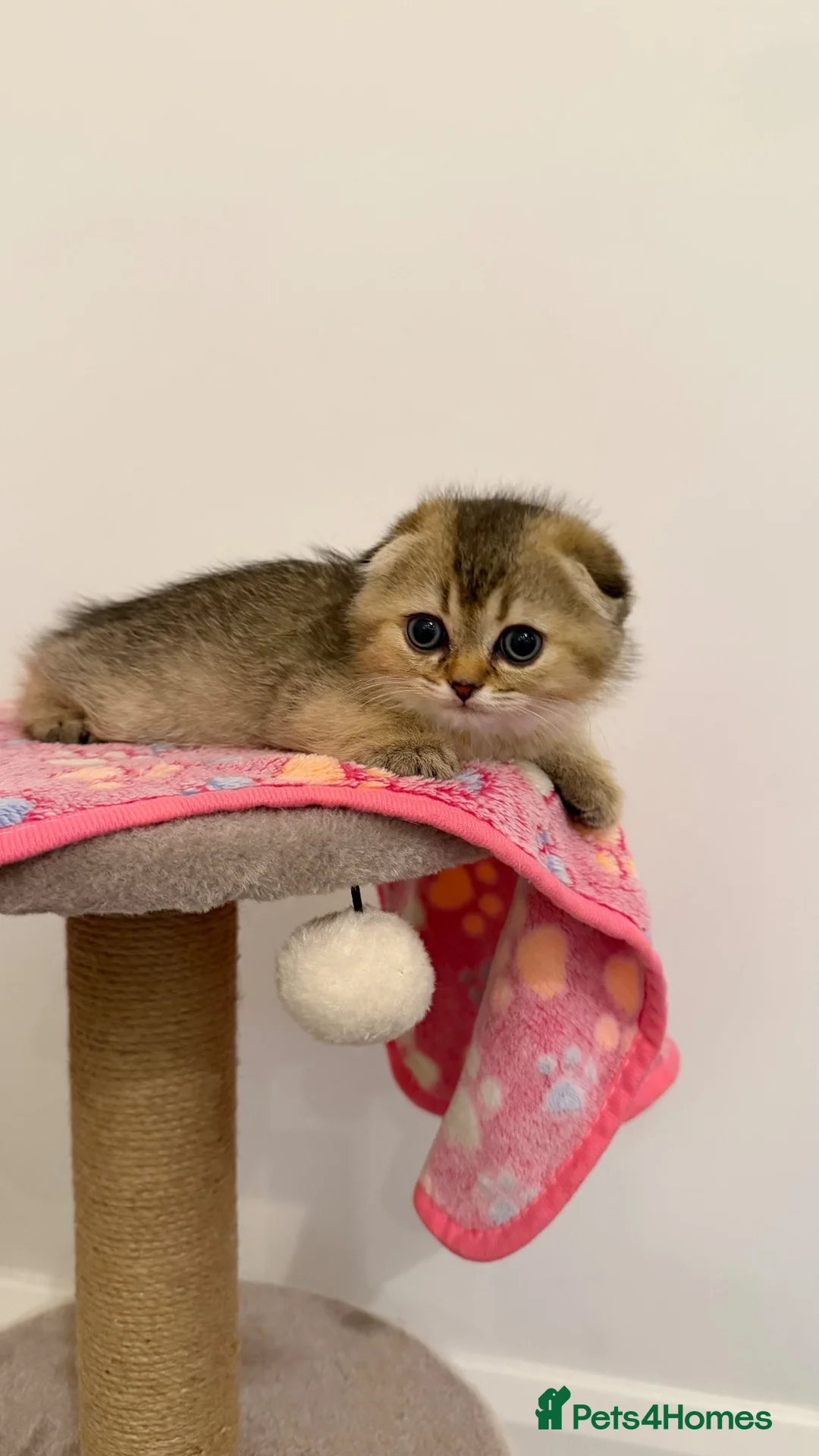 Scottish Fold cats for sale: GOLDEN BROWN Scottish Fold TICA verified  - Advert 1
