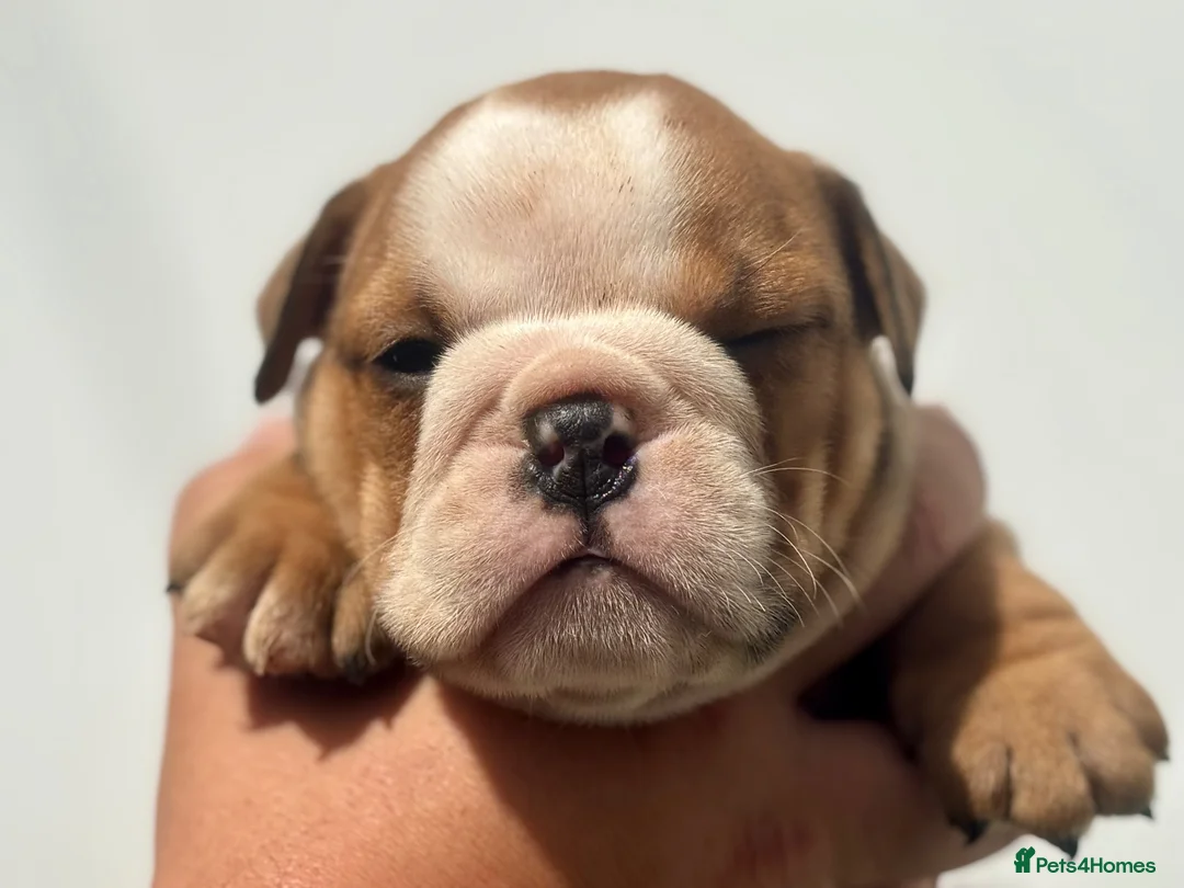 English Bulldog dogs for sale: Ready to leave this weekend  - Advert 2
