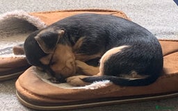 Mixed Breed dogs for sale: Miniature Dacshund/Miniature Yorkie ❤️❤️❤️ - Image 27