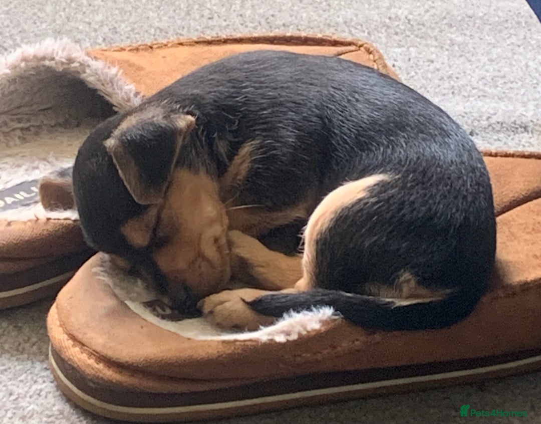 Mixed Breed dogs for sale: Miniature Dacshund/Miniature Yorkie ❤️❤️❤️ - Image 27