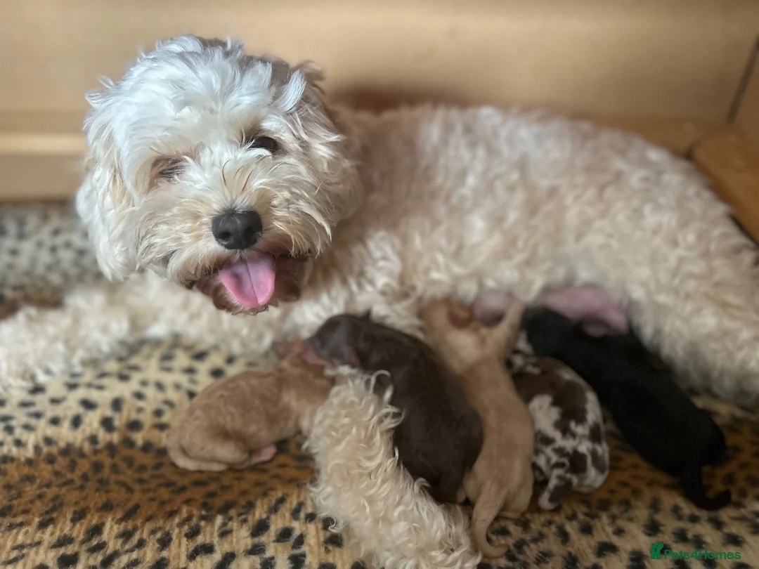 Cavapoo dogs for sale: One Rare girl Pup left!!! - Advert 8