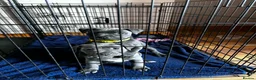 Staffordshire Bull Terrier dogs for sale: Blue Staffordshire bull terrier pups - Advert 4