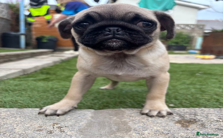 Pug dogs - Advert 1
