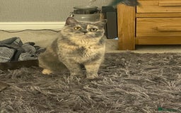 British Shorthair cats for sale: One little BSH X boy available.  - Image 9