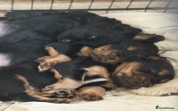Cocker Spaniel dogs for sale: Working cocker spaniels  - Image 3