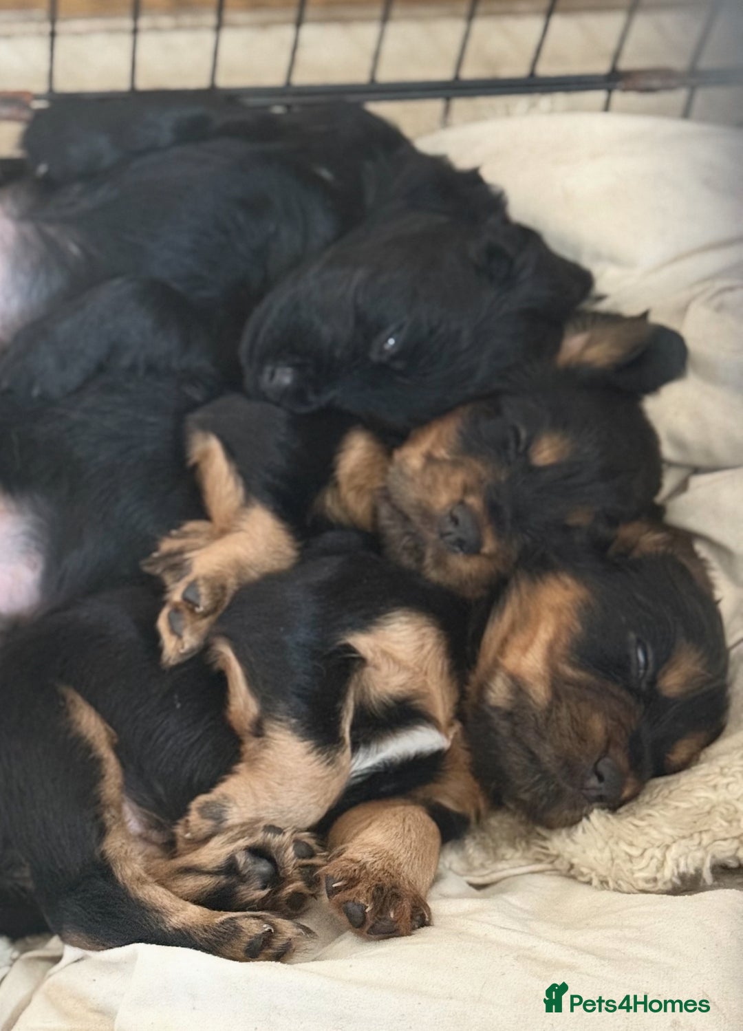 Cocker Spaniel dogs for sale: Working cocker spaniels  - Image 3