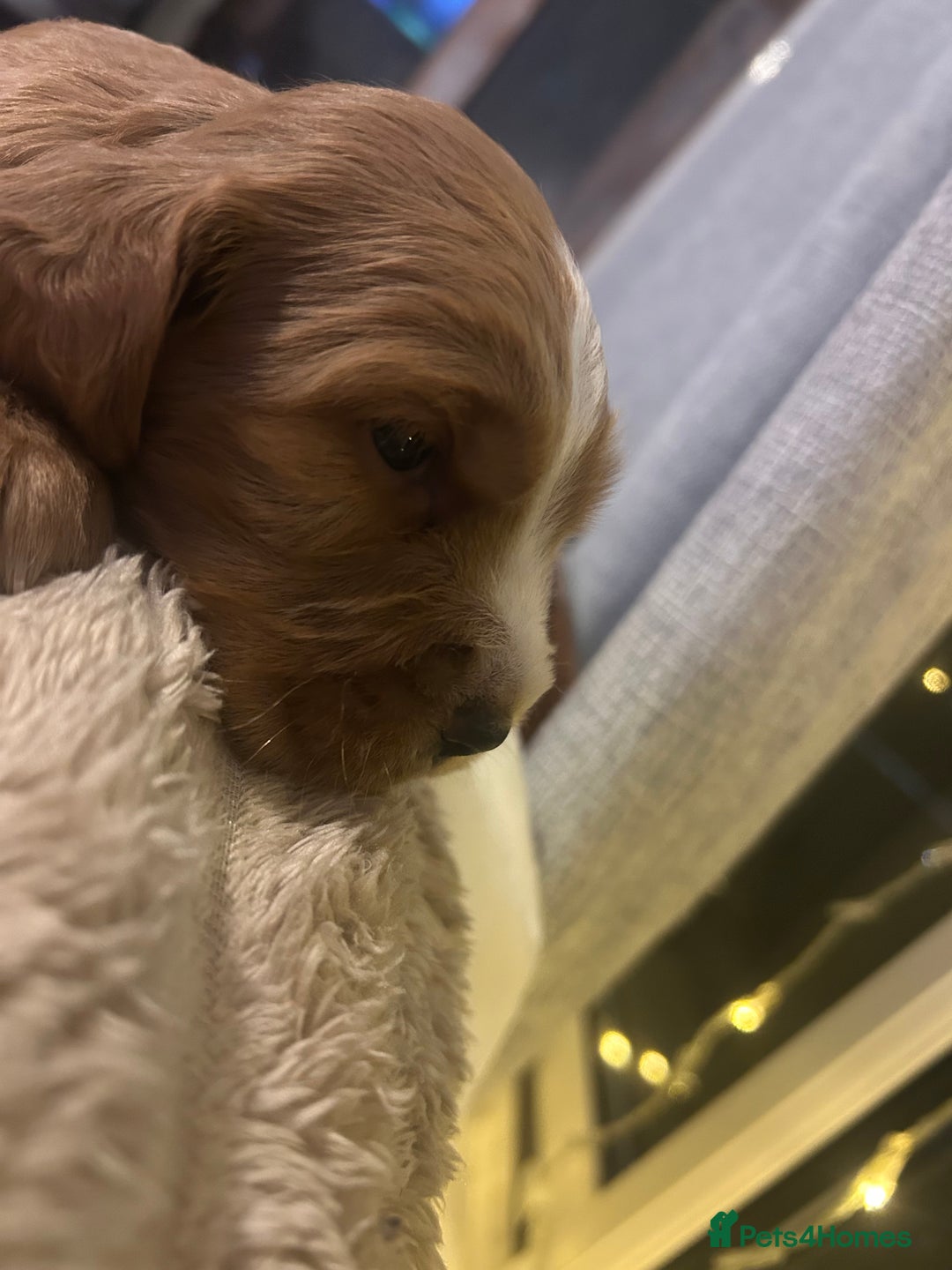 Cocker Spaniel dogs for sale: Boy cocker spaniel pup for sale  - Advert 3