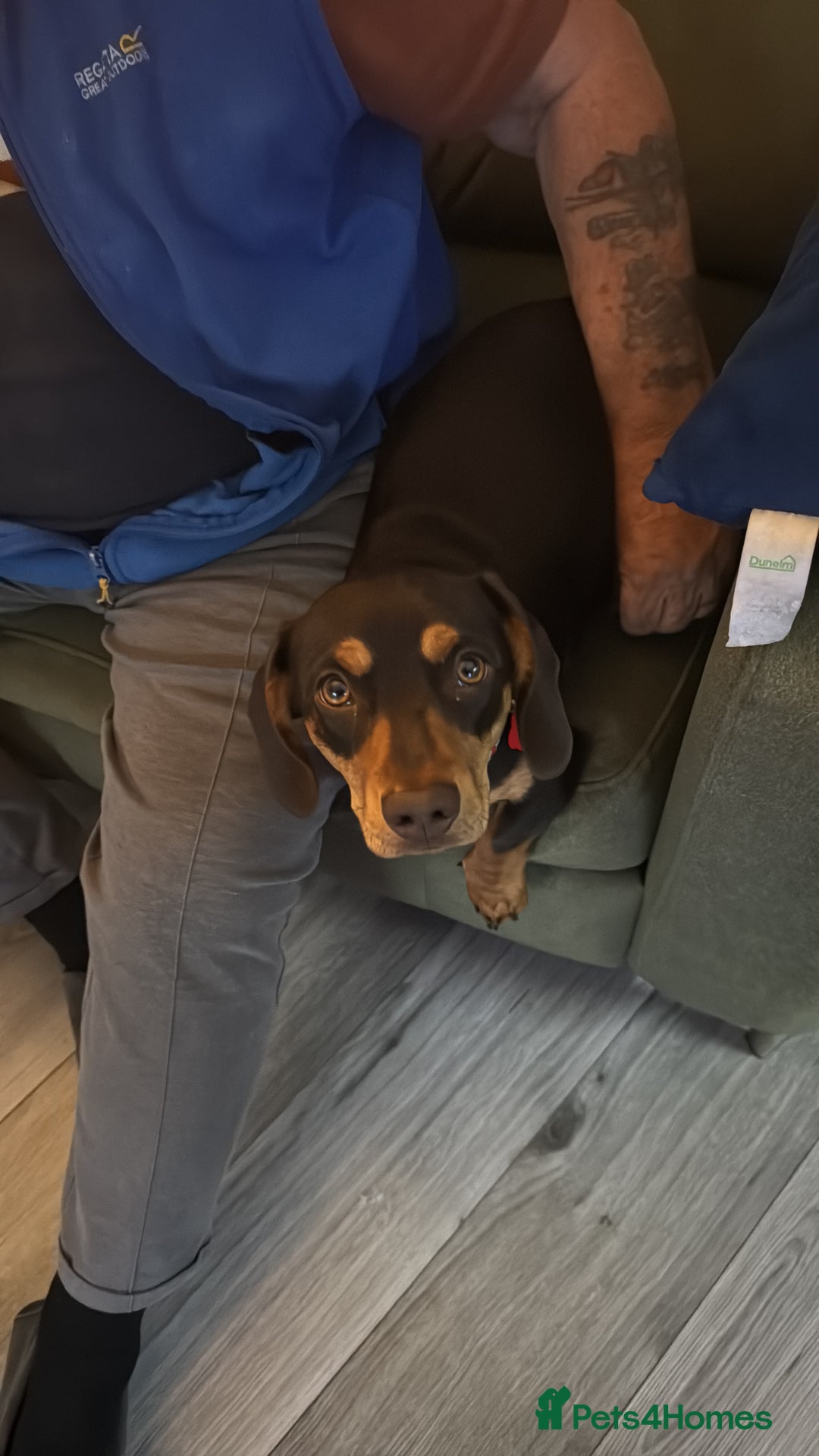 Mixed Breed dogs for sale: Standard Dashund x  - Image 9