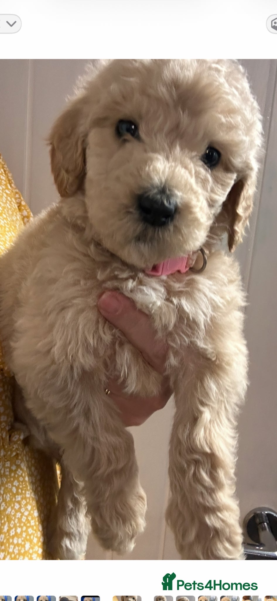 Labradoodle dogs  f1bb standard labradoodles - silver & apricots - Advert 12