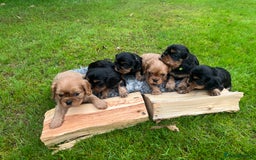 Cavalier King Charles Spaniel dogs for sale: KC reg Cavalier Puppies - Image 12