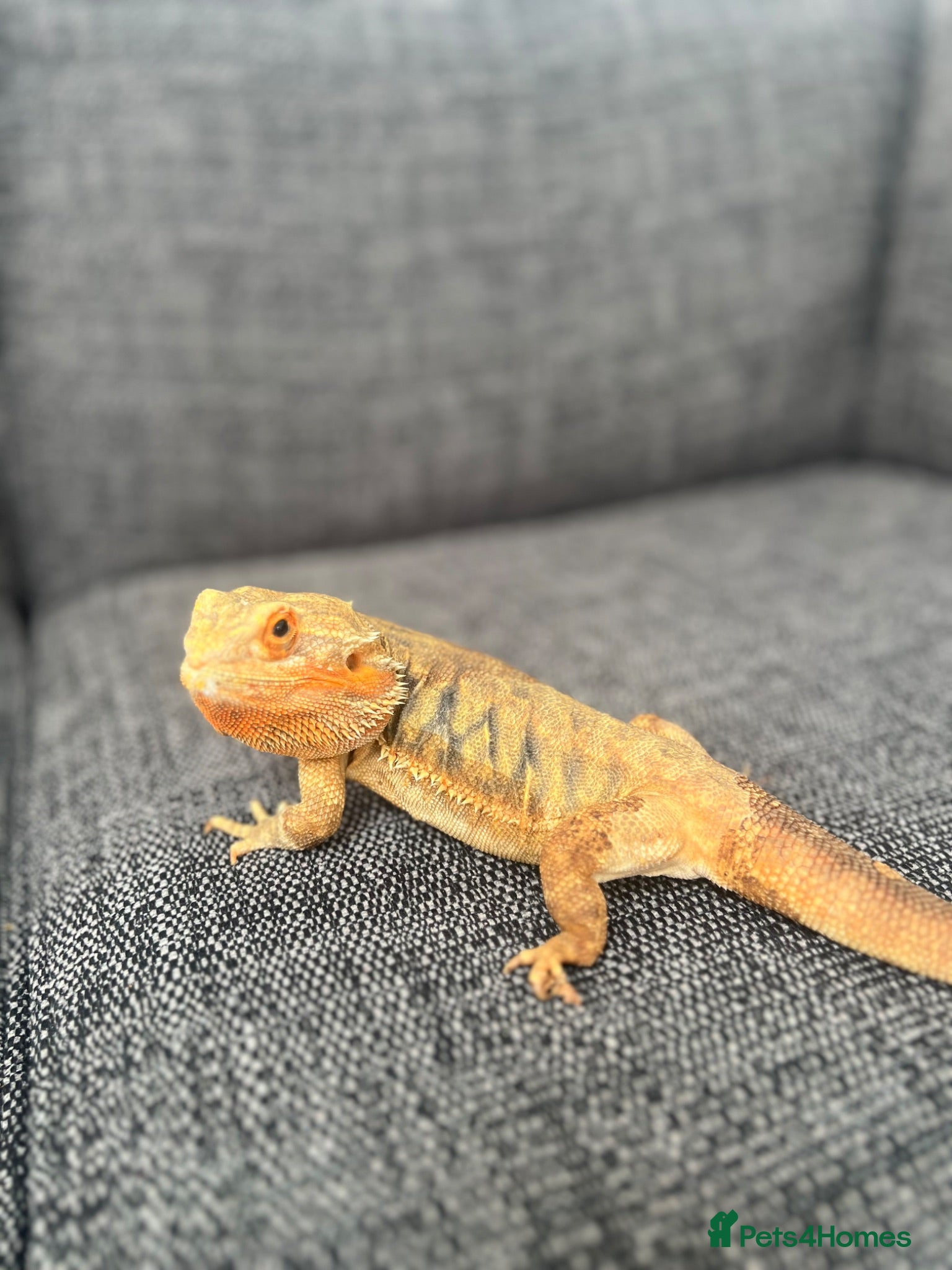 Bearded Dragon reptiles Orange hyper blu dragon  - Advert 2