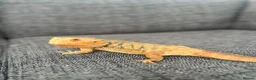 Bearded Dragon reptiles for sale: Orange hyper blu dragon  in Hailsham - Advert 1