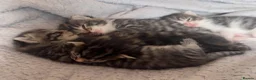 Mixed Breed cats for sale: 4 Beautiful Tabby cats - Advert 7