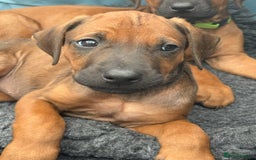 Rhodesian Ridgeback dogs for sale: UBUKHOSI Rhodesian Ridgebacks - Image 2