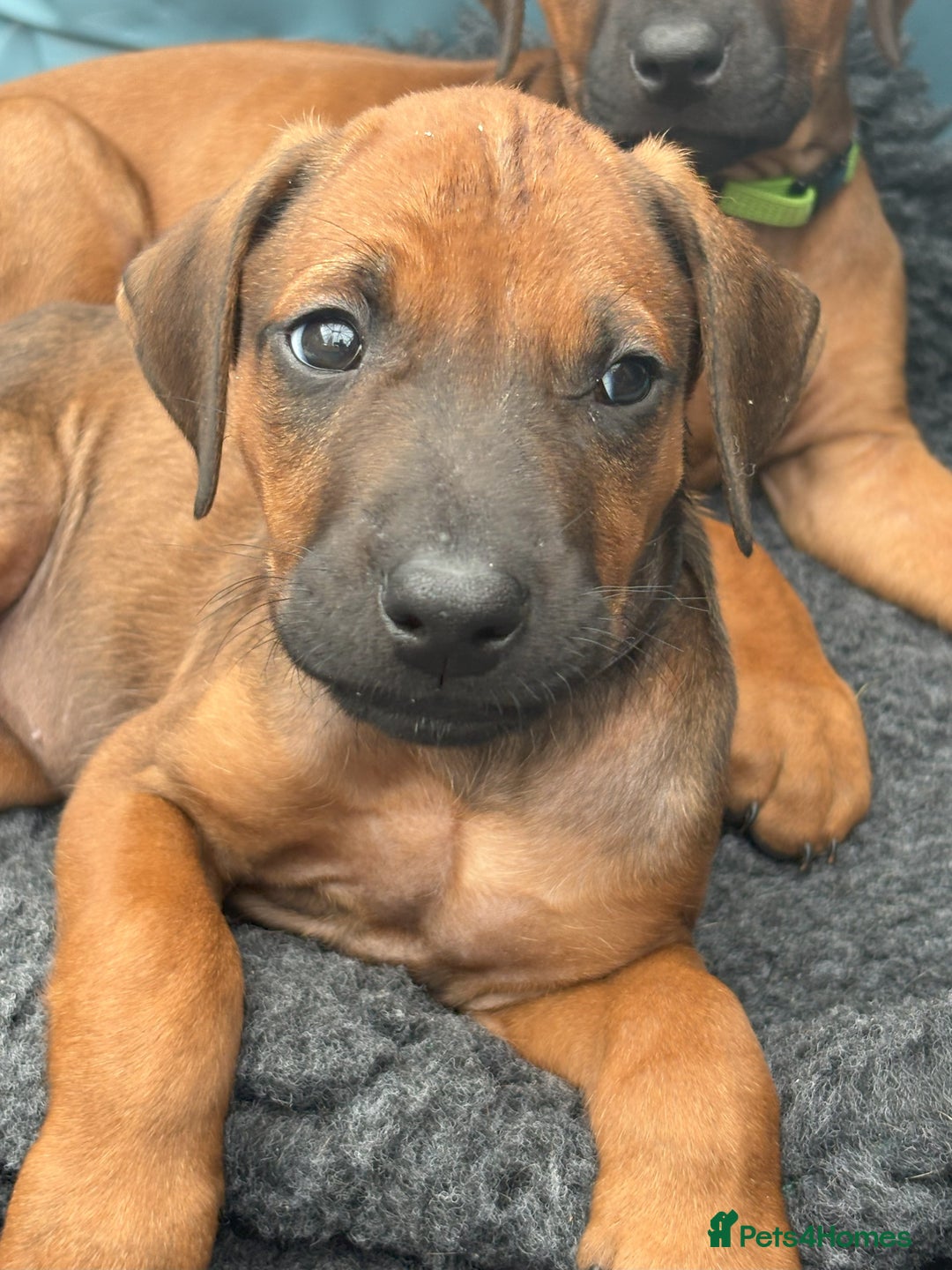 Rhodesian Ridgeback dogs for sale: UBUKHOSI Rhodesian Ridgebacks - Image 2
