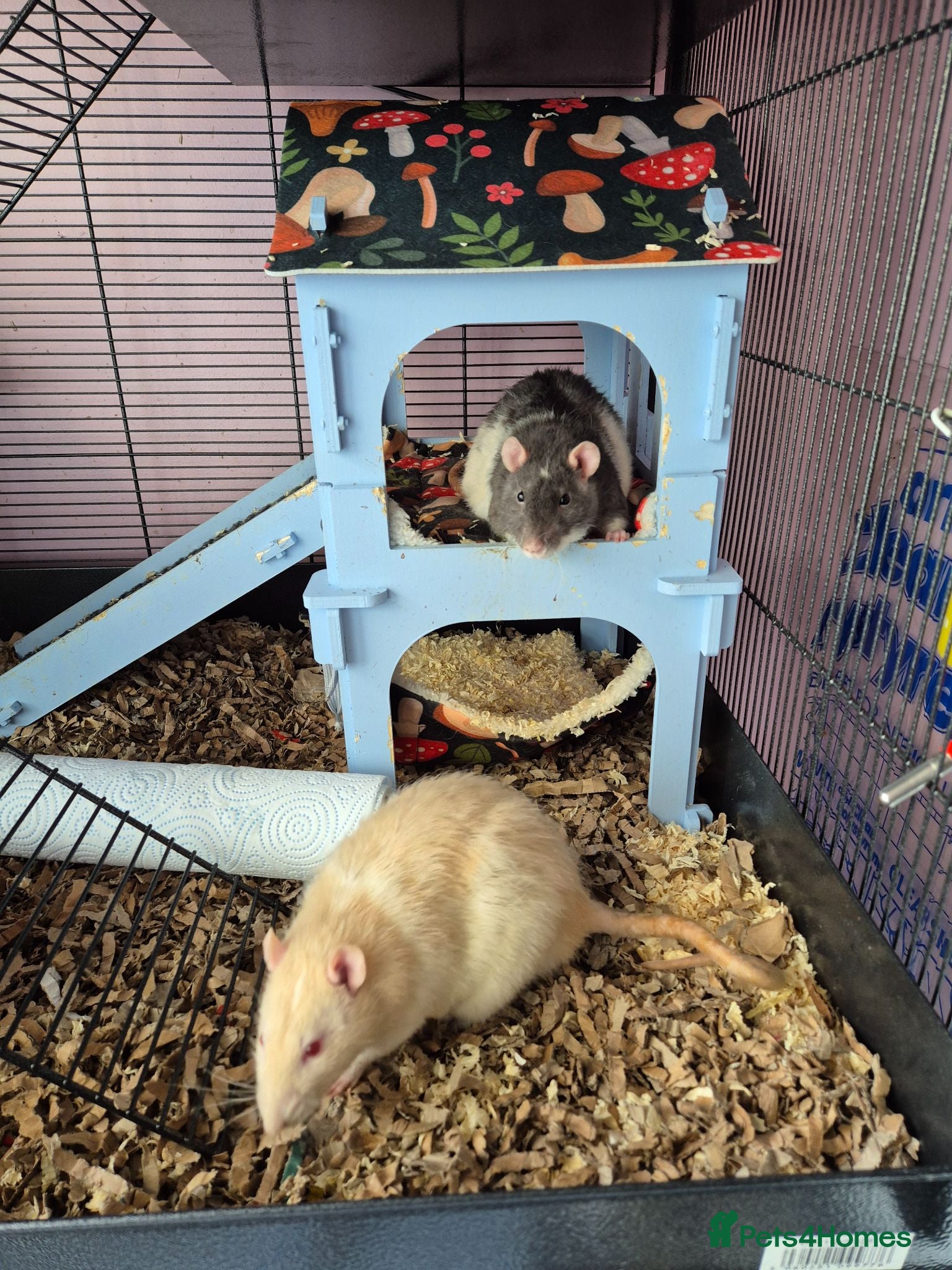 Rat rodents 2 male rats  - Advert 6