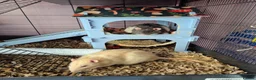 Rat rodents for sale: 2 male rats  - Advert 1