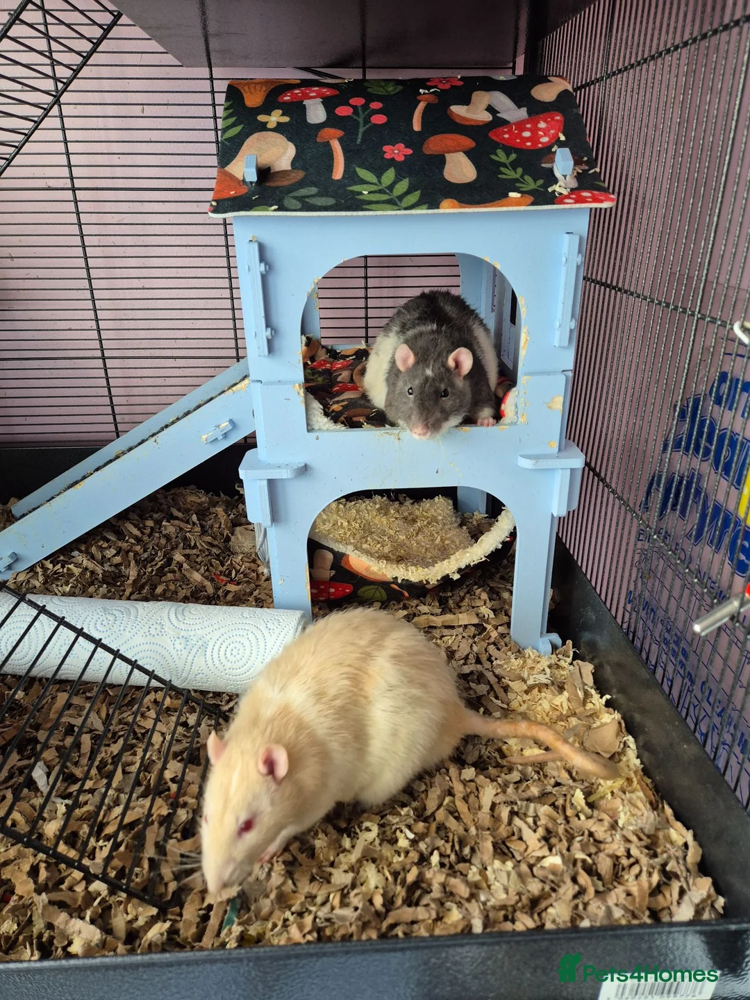 Rat rodents for sale: 2 male rats  - Advert 1