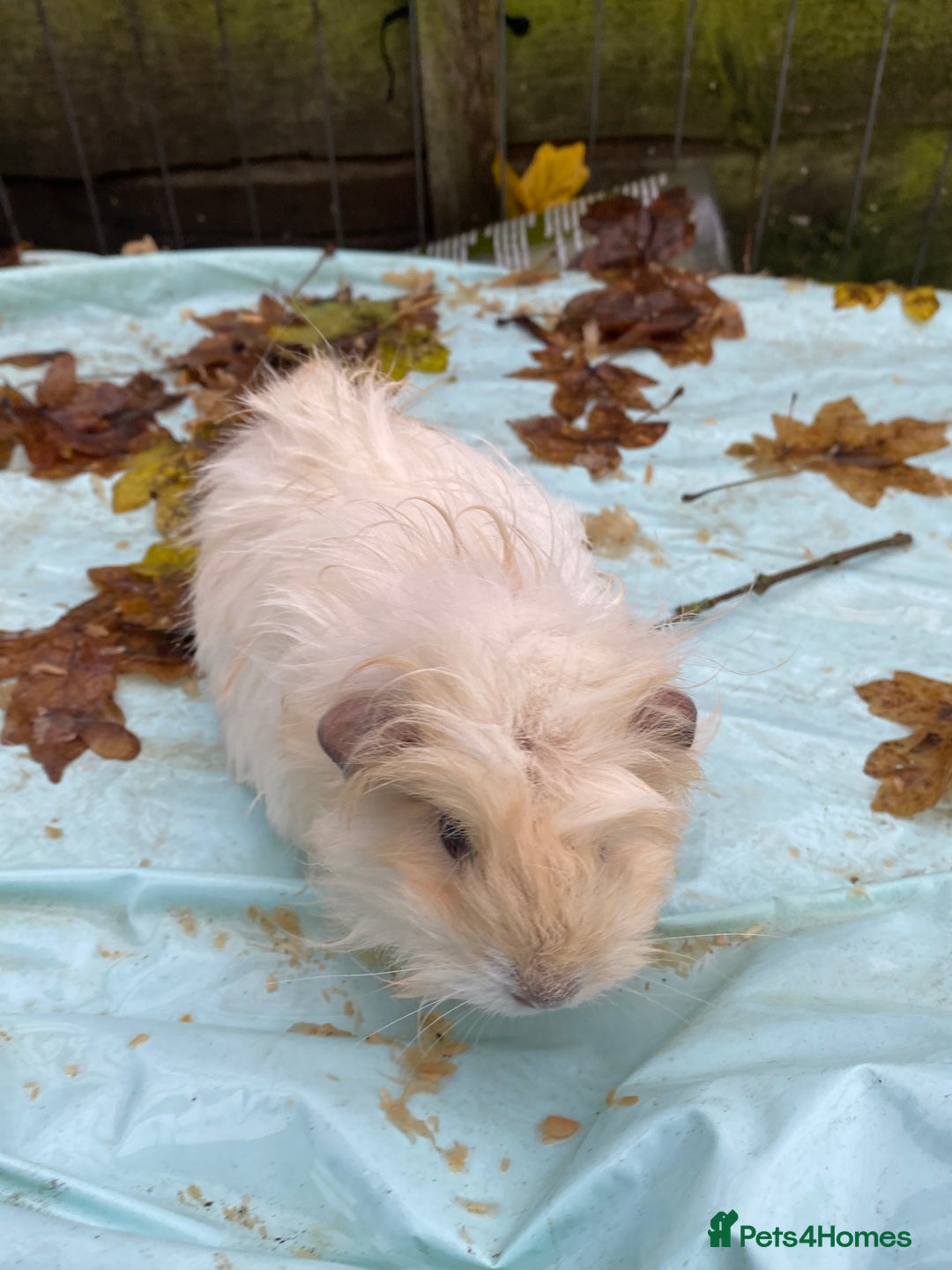 Guinea Pig rodents for sale: Fluffy long haired Peruvian cross Sheltie babies - Advert 4