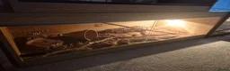 Mixed Breed reptiles for sale: Spotted pythons, royal python and leopard gecko - Advert 9