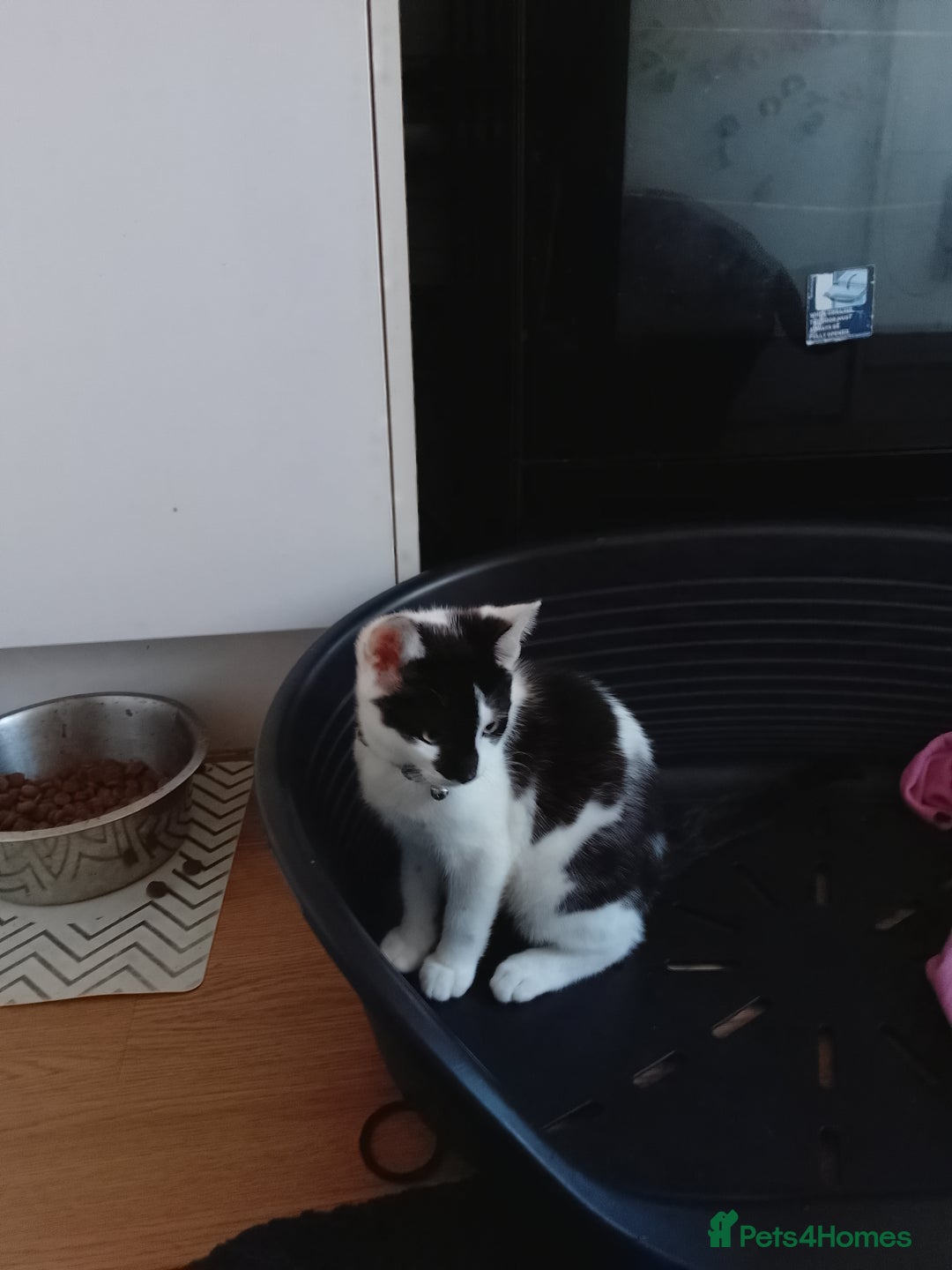Domestic Shorthair cats for sale: Gorgeous boy kitten for sale in Ashford - Image 9