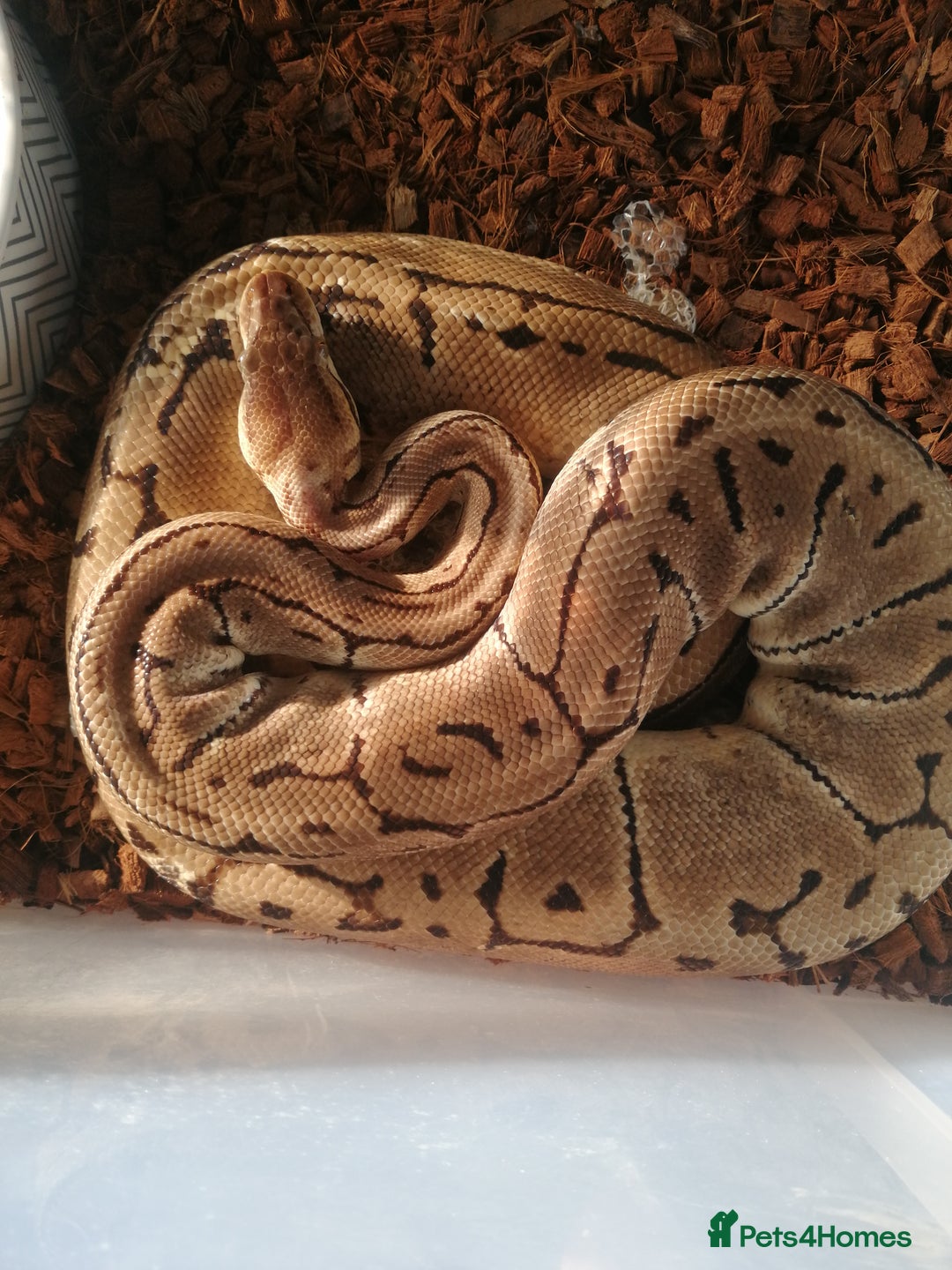 Python Snake reptiles for sale: Adult Royal Python's for sale - Image 6