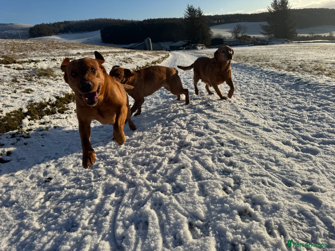 Labradoodle dogs for sale: Labradoodle F1 Puppies Health Tested Parents   - Advert 4