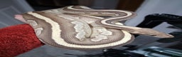 Python Snake reptiles for sale: Female Ball python - Advert 4