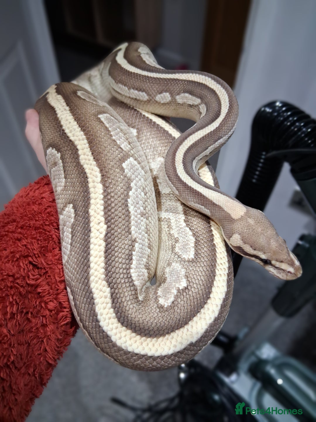 Python Snake reptiles for sale: Female Ball python - Advert 4