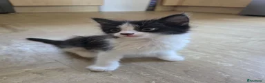 Tuxedo Girl