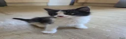 Mixed Breed cats for sale: Mixed Breed Kittens READY NOW - Advert 4