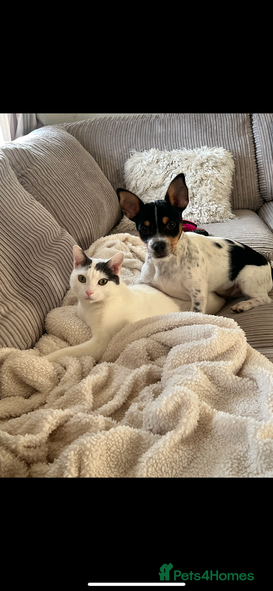 Mixed Breed cats for sale: Casper. Free to a good home  - Image 8