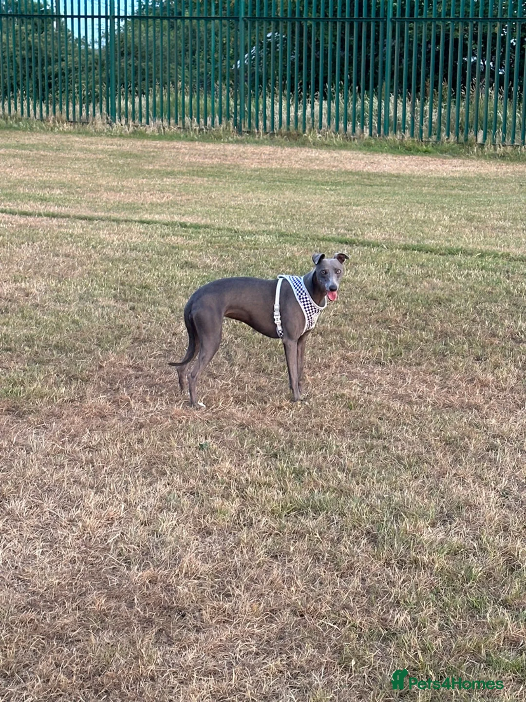 Whippet dogs for sale: Beautiful litter of pedigree whippets  - Advert 2