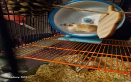 Gerbil rodents for sale: 2 female Gerbils - Image 3