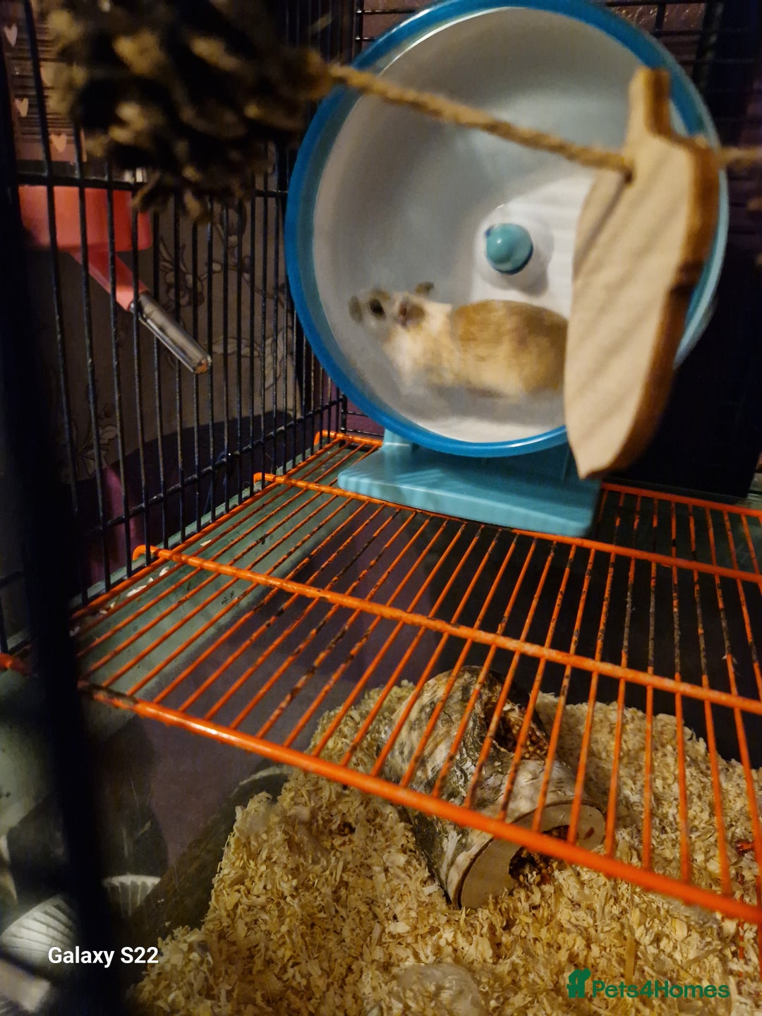 Gerbil rodents for sale: 2 female Gerbils - Image 3