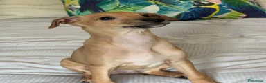 Italian Greyhound Puppy 2