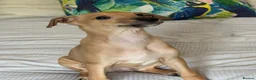 Italian Greyhound dogs for sale: Kc Italian greyhound 4 boys - Advert 15